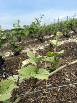 La vigne en Champagne mai 2015