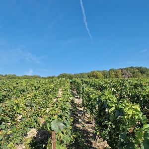 Vendanges 2022 sous le soleil et la chaleur en Champagne