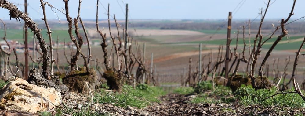 le liage dans nos vignes en champagne avril 2018