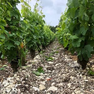 Vigne de Champagne pendant les orages de juin