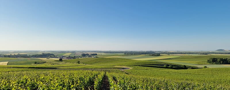 Visiter les caves de Champagne en Juin