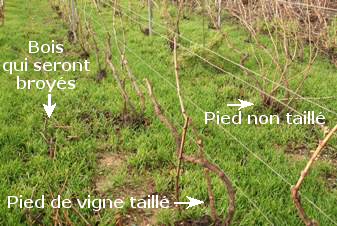 Vigne de champagne taillée
