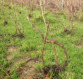 La vigne du mur taillee