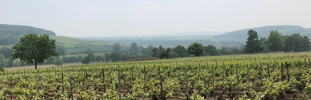 Notre vigne de Talus Saitn Prix sur les coteaux du petit morin apres l ebourgeonnage