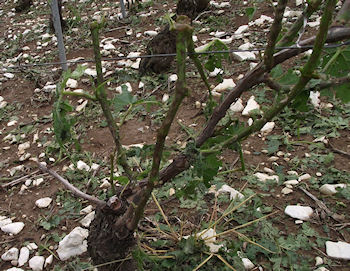 Raisin en fin de fleur fin juin 2012