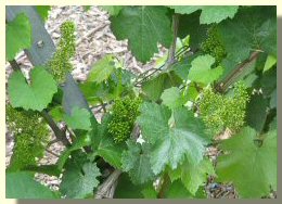 Raisins en fleur juin 2004 - Cliquez pour agrandir