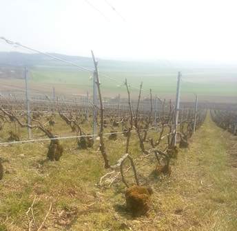 Vigne de Champagne taillée et liée