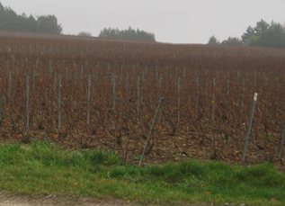 Vignes de champagne en décembre