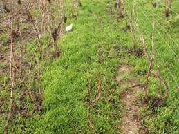 Agrandir l'image de la taille des vignes