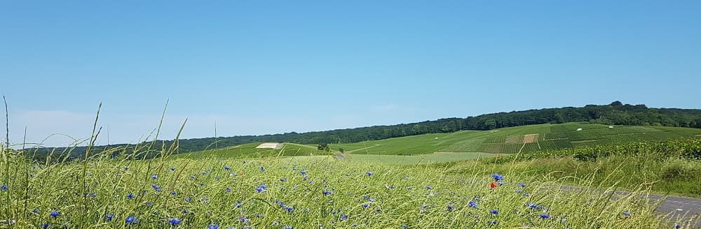 Les coteaux du petit Morin à Vert Toulon début juin entouré des champs d'oeillets et de coquelicots