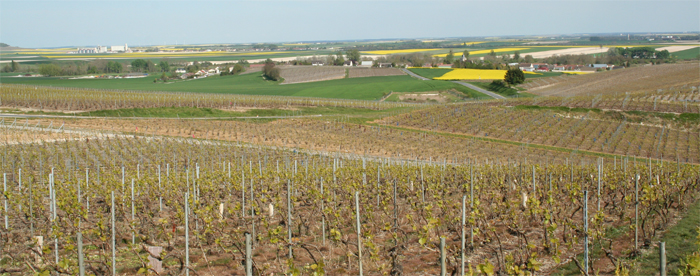 Le jaune des colza et l apparition du vert des vignes  avril 2014