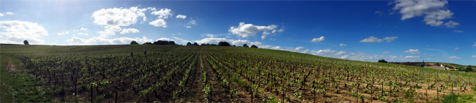 La vigne en Champagne fin mai 2015