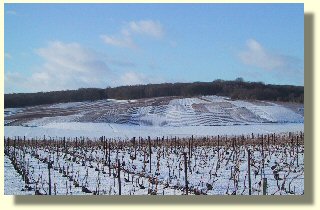 Vignobles de champagne sous la neige