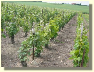 Vignes de champagne à Paques