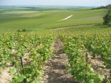 Vignes de champagne début mai 2007