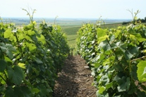 Vignes de Champagne juin 2009