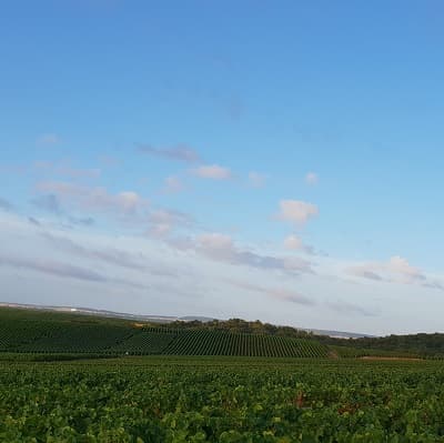 Un beau ciel bleu pendant les vendanges