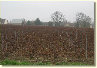 Vignes de champagne - Cliquez pour agrandir