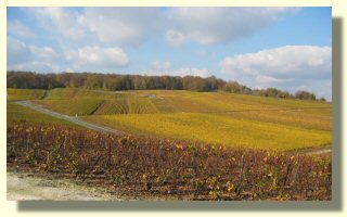 Vignes de champagne - Cliquez pour agrandir