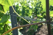 Agrafe dans les vignes