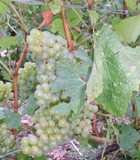 Raisin de champagne chardonnay vendanges 2009