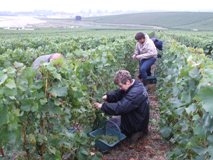 Yveline pendant les vendanges 2009