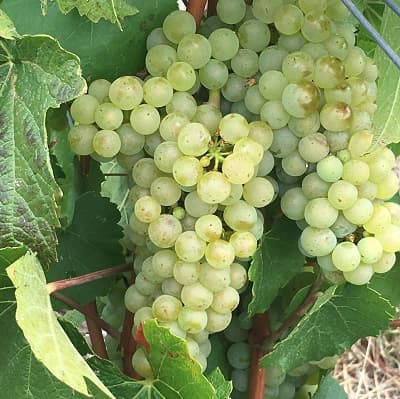 Raisin chardonnay l un des trois cépage du Champagne