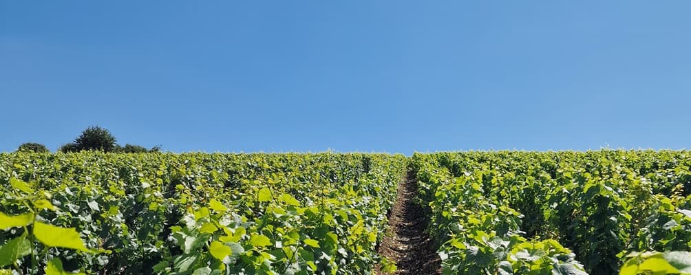 Petit producteur en champagne en aout