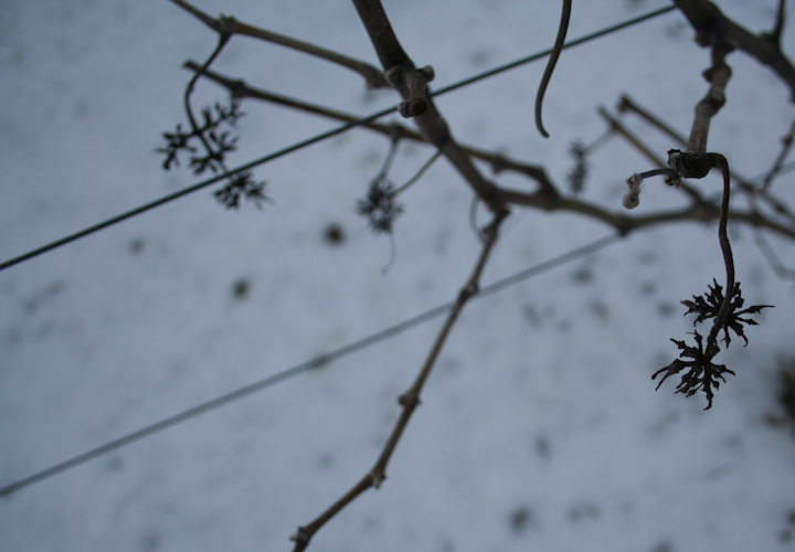 grapillon sous la neige