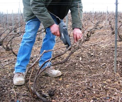 Liage des vignes avec une pince électrique