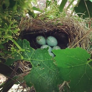 Nid de grive dans les vignes début juin