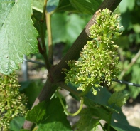 Raisin de champagne en fin de fleur