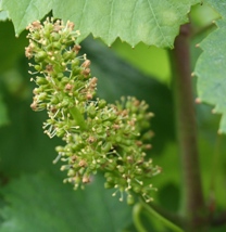 Fin de la fleur dans les vignes de champagne 15 juin 2008