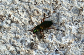 Scarabée dans les vignes de champagne