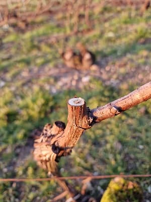 le travail d un vigneron indépendant en Champagne