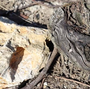 terroir de Champagne et coquilles d'escargot