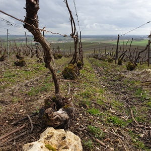 Le terroir en champagne