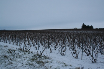 Vignes de champagne sous la neige décembre 2010