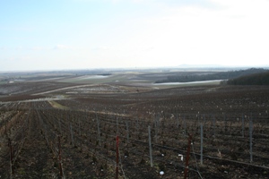Vignes de champagne en décembre