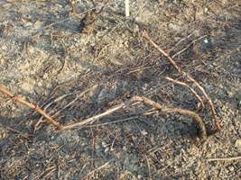 Vignes de Champagne liées