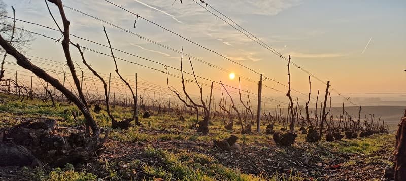 Visiter les vignes de Champagne en Mars