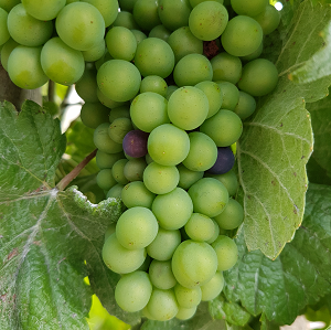 Abled pinot meunier 1er aout 2017 vigne champagne