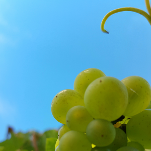 Chardonnay sous le soleil de champagne 23 aout 2017