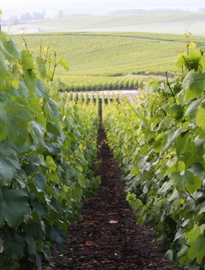 Les vignes de Vert-Toulon en Champagne