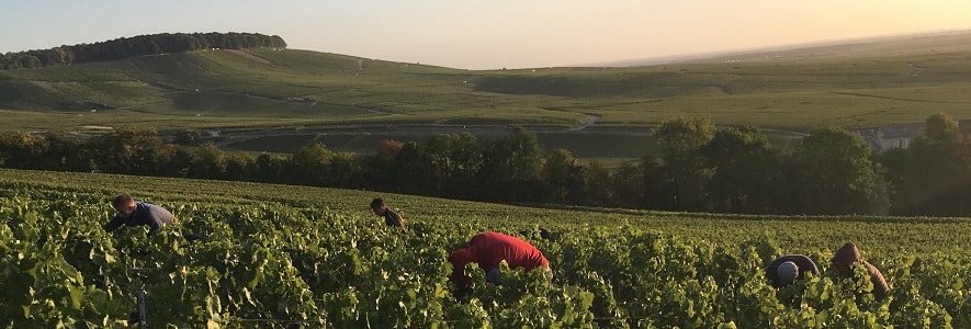 Terroir de Champagne vigne premier cru de vertus