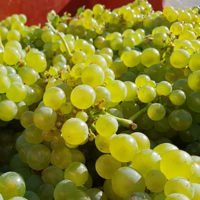 Raisins chardonnays de la vendange 2019 pour créer le millesime 2019