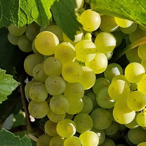 Raisin chardonnay pendant les vendanges pour fabriquer le ratafia de champagne