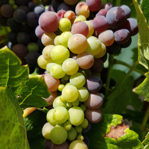 Abled sur raisin de champagne au mois d aout