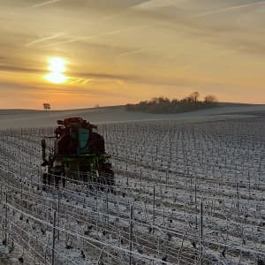 Broyage des sarments de taille dans les vignes gelées en décembre