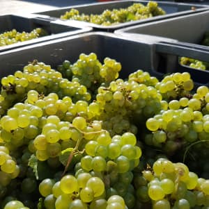 Les vendanges au pressoir et dans les caves